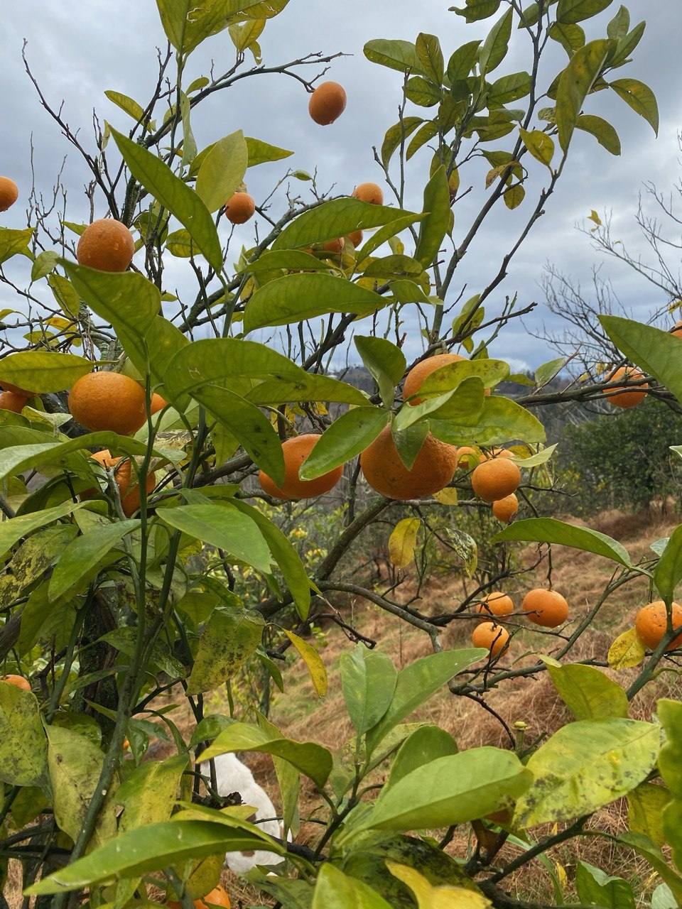 Tangerine <br />in Caramel