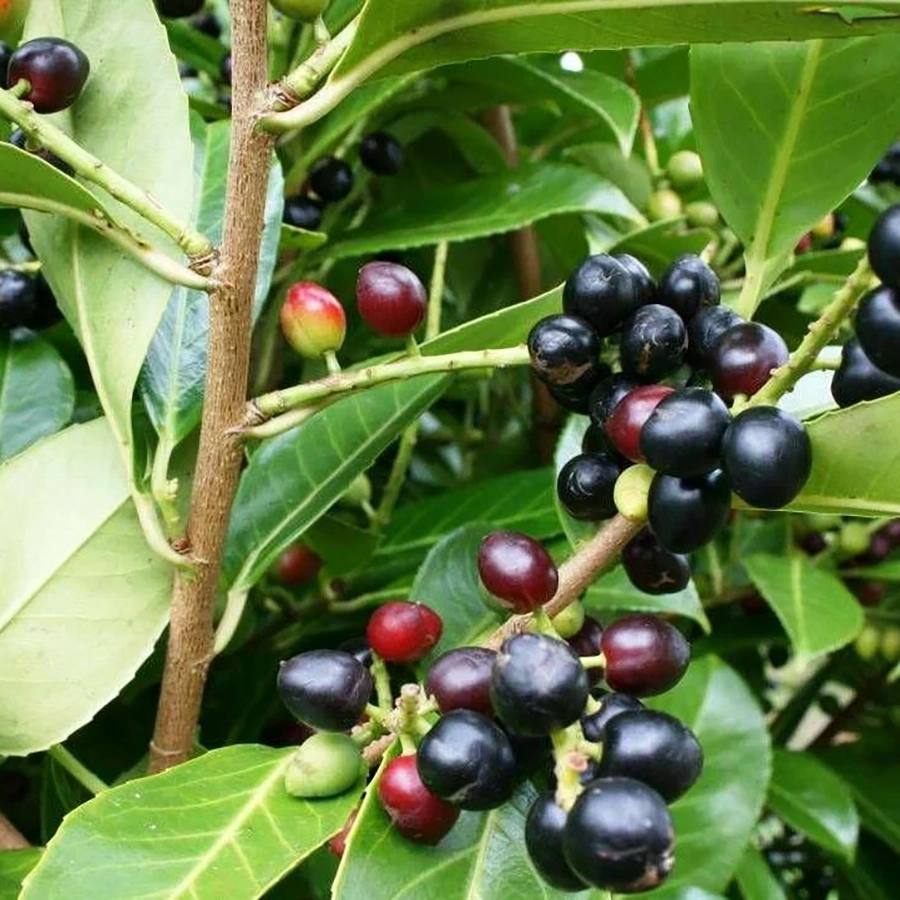 Cherry <br /> Laurel