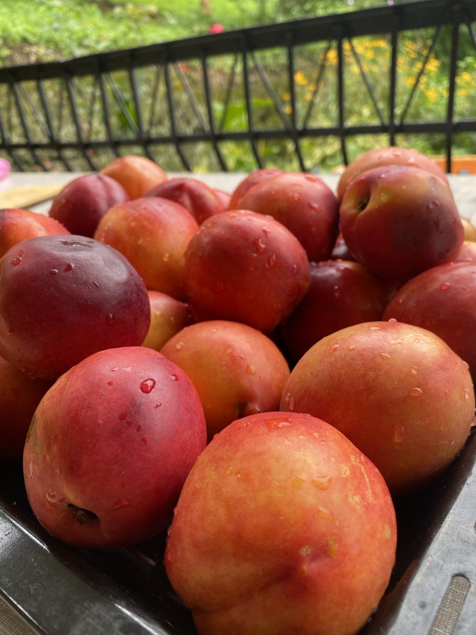 Nectarine <br />in Whiskey