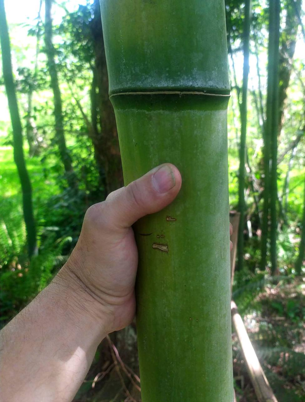 Lunch in the garden with SULI