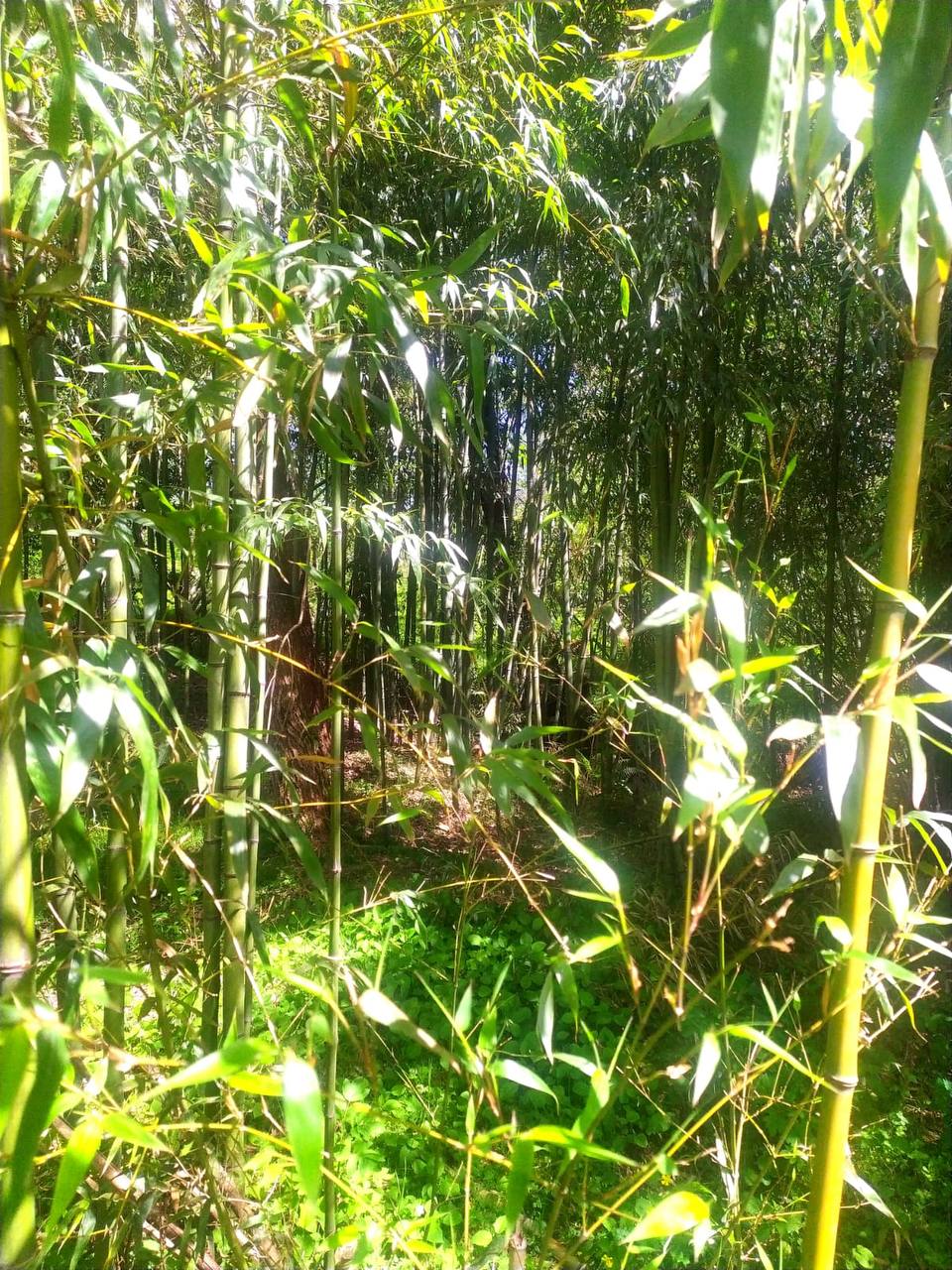 A day with the taste of SULI