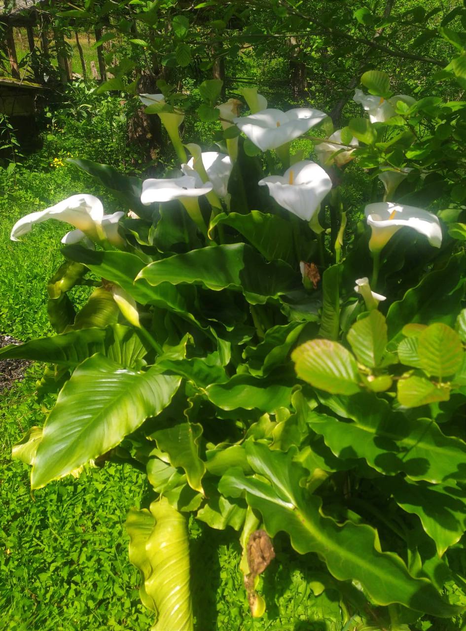 Lunch in the garden with SULI