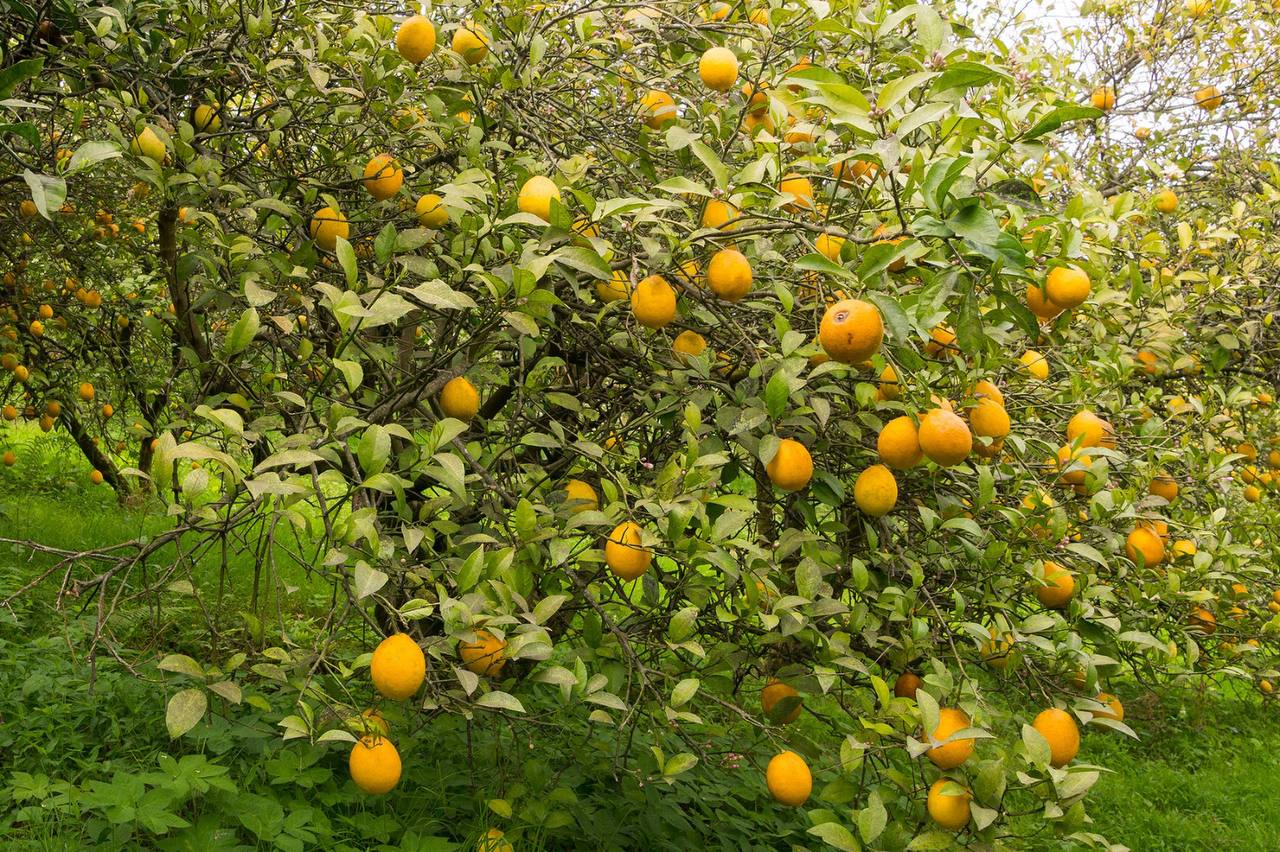 A day with the taste of SULI